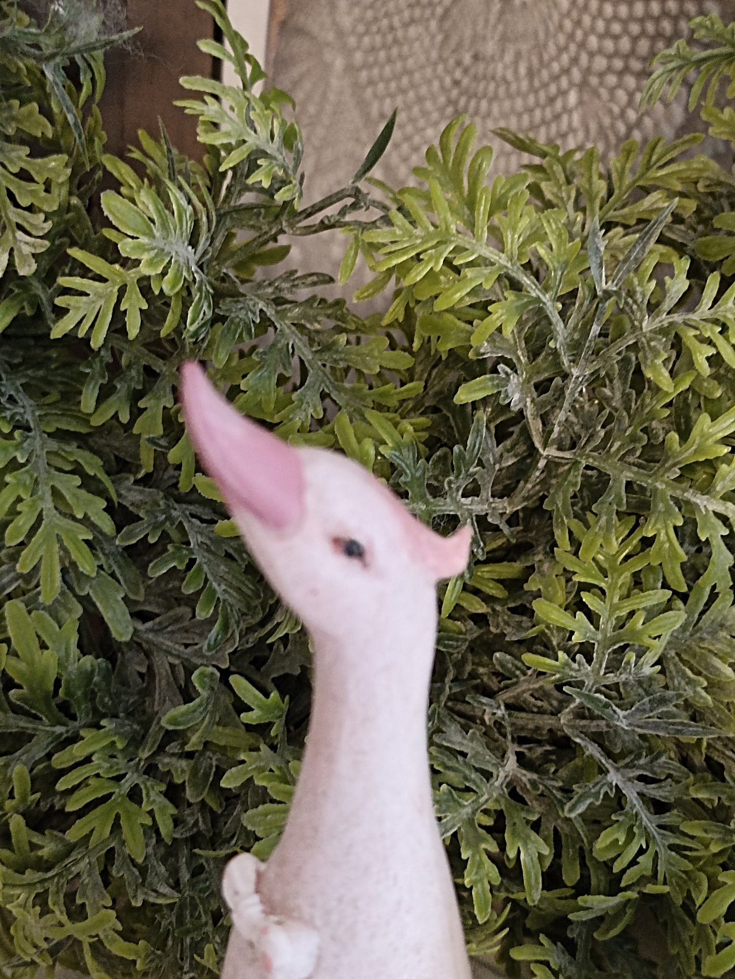 liba