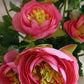 Ranunculus virág
